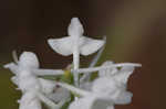 Snowy orchid